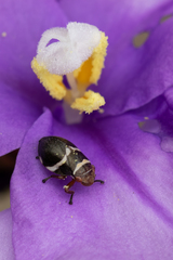 Bathyllus albicinctus