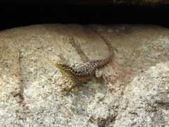 Stenocercus crassicaudatus