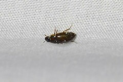 Enochrus