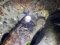 Anthopleura artemisia