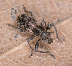 Andrion regensteinense