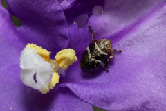 Bathyllus albicinctus