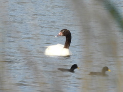 Cygnus melancoryphus