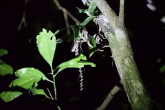 Peristeranthus hillii