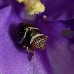 Bathyllus albicinctus