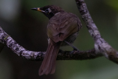 Bolemoreus frenatus