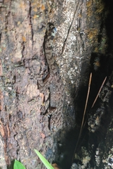 Cyrtodactylus marmoratus