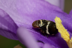 Bathyllus albicinctus