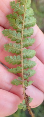 Anemia vestita