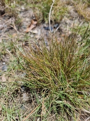 Fimbristylis polytrichoides