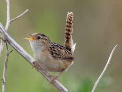 Cistothorus platensis