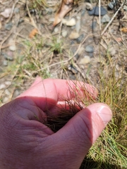 Fimbristylis polytrichoides