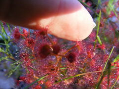 Drosera stolonifera