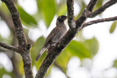 Bolemoreus frenatus