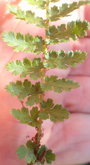Anemia vestita