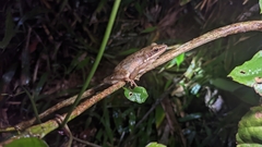 Chalcorana chalconota