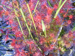 Drosera stolonifera