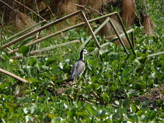 Vanellus crassirostris