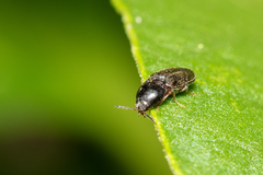 Throscidae