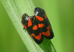 Cercopis vulnerata