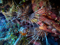 Pterois antennata