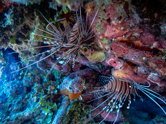 Pterois antennata
