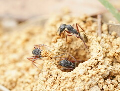 Camponotus suffusus bendigensis