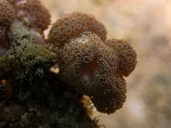 Asterospicularia randalli