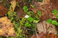 Mycetinis scorodonius