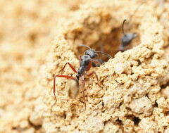 Camponotus suffusus bendigensis