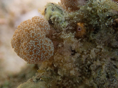 Asterospicularia randalli