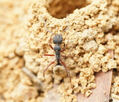 Camponotus suffusus bendigensis