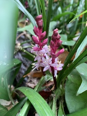 Reineckea carnea
