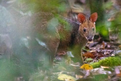 Thylogale stigmatica