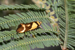 Macrobathra chrysotoxa