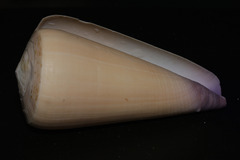 Conus virgo
