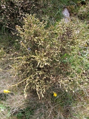 Genista tridentata