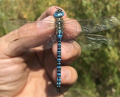 Aeshna affinis