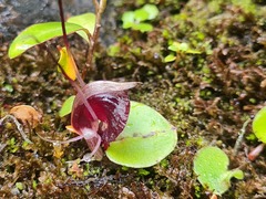 Corybas macranthus
