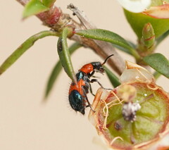 Dicranolaius cinctus