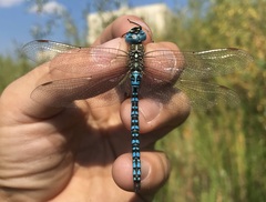 Aeshna affinis