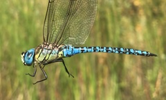 Aeshna affinis
