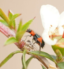 Dicranolaius cinctus