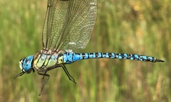 Aeshna affinis