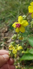 Verbascum chaixii