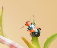 Dicranolaius cinctus