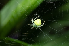 Araneus circulissparsus