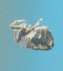 Eriovixia excelsa