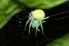 Araneus circulissparsus