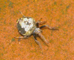Eriovixia excelsa